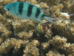 Abudefduf natalensis