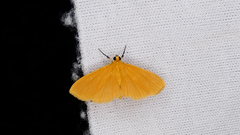 Phaedropsis