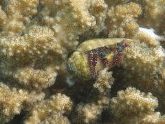 Dardanus guttatus
