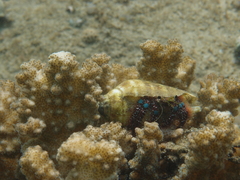 Dardanus guttatus