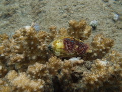 Dardanus guttatus