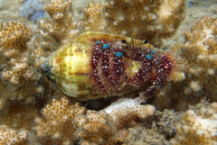 Dardanus guttatus