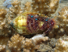 Dardanus guttatus