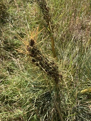 Aciphylla squarrosa squarrosa