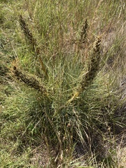 Aciphylla squarrosa squarrosa