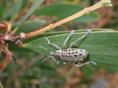 Leptopius duponti