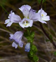 Euphrasia collina diversicolor