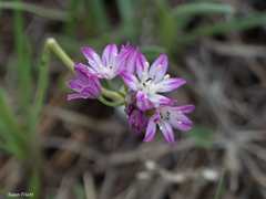 Allium drummondii