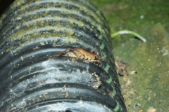 Talitropsis