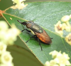 Stomorhina xanthogaster