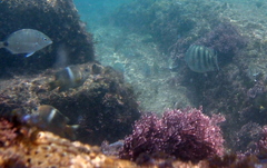 Abudefduf septemfasciatus