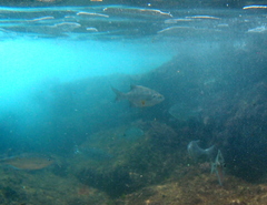 Neoscorpis lithophilus