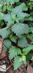 Nanocnide japonica