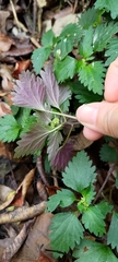 Nanocnide japonica
