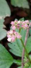 Nanocnide japonica