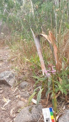 Dipodium campanulatum