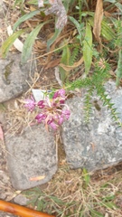 Dipodium campanulatum