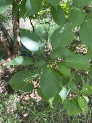 Alchornea laxiflora