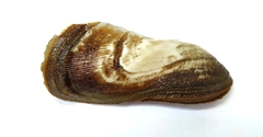 Trisidos tortuosa