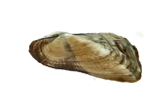 Trisidos tortuosa