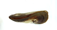 Trisidos tortuosa