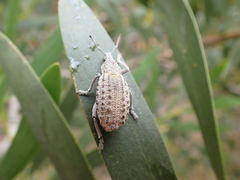 Leptopius duponti