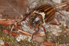 Anoxia matutinalis