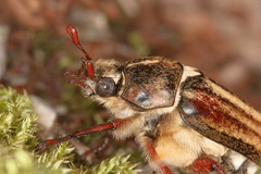 Anoxia matutinalis