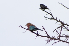 Dicrurus adsimilis fugax