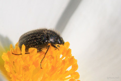 Paratriodonta romana