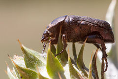 Protaetia opaca