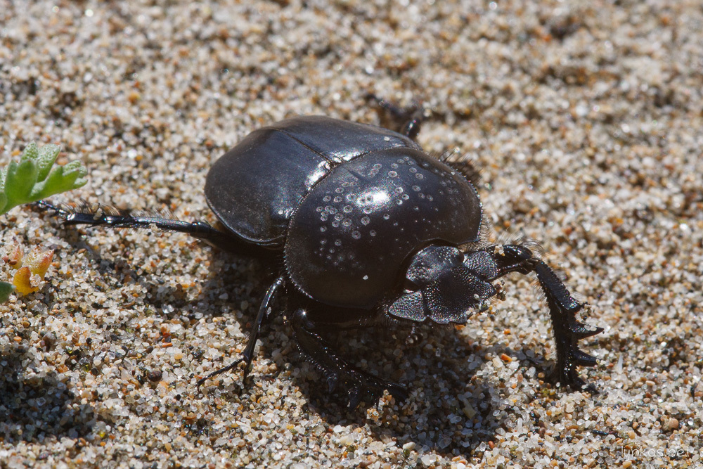 Dune Scarab