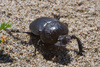 Dune Scarab - Photo (c) Sarah Gregg, some rights reserved (CC BY-NC-SA), uploaded by Sarah Gregg