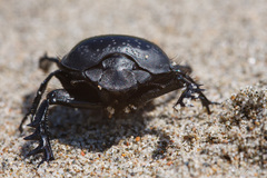 Scarabaeus semipunctatus