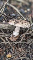 Agaricus incultorum