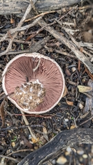 Agaricus incultorum