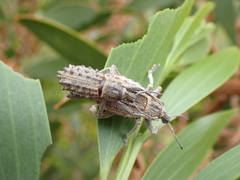 Leptopius duponti
