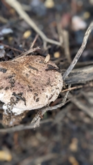 Agaricus incultorum