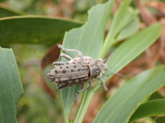 Leptopius duponti