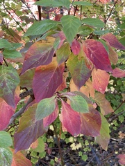Cornus sericea occidentalis