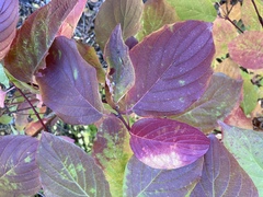 Cornus sericea occidentalis