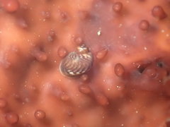 Phasianellidae