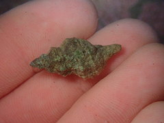 Urosalpinx subangulata