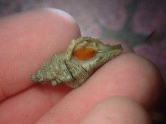 Urosalpinx subangulata