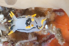 Polycera sp-a
