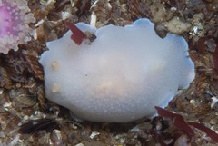 Doriopsilla capensis