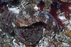 Parablennius cornutus