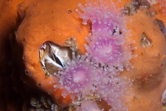 Austromegabalanus cylindricus