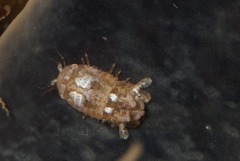 Sphaeramene microtylotos