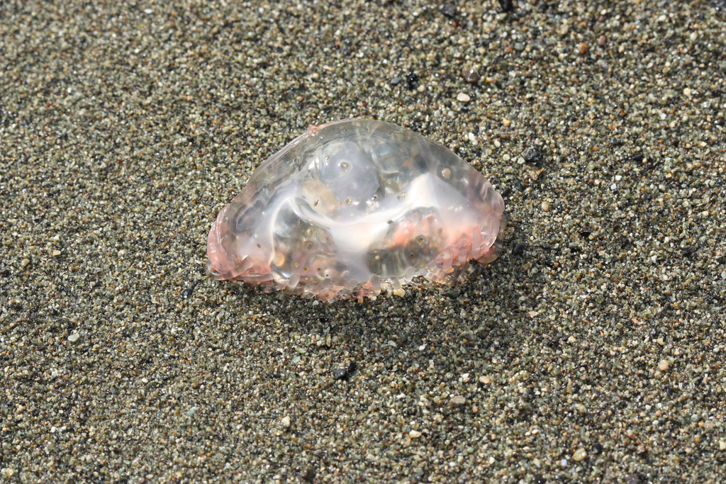 Curtained Jelly